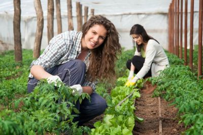 Portaria n.º 303-A/2024/1 - Apoios para Jovens Agricultores