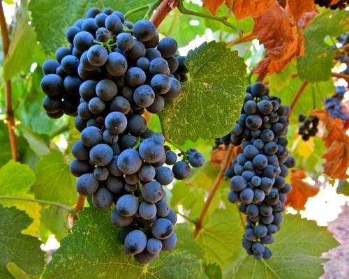 Vinho - UFCD 4204