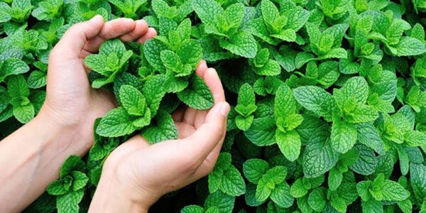 Cultura de plantas aromáticas, medicinais e condimentares – programação, organização e orientação - UFCD 7637
